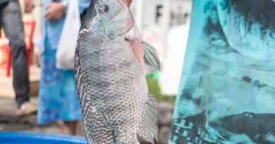 Feira do peixe vivo encerra dia 01 de abril em Içara