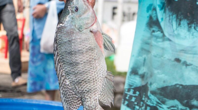 Feira do peixe vivo encerra dia 01 de abril em Içara